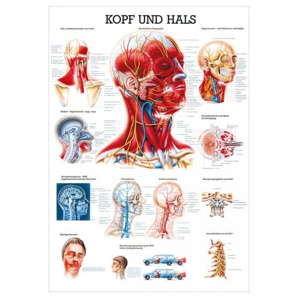 Anatomische Lehrtafel - Kopf und Hals
