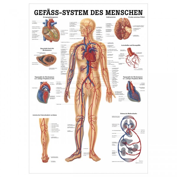 Anatomische Lehrtafel - Gefäss-System des Menschen