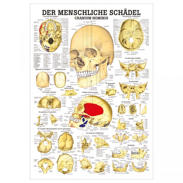 Anatomische Lehrtafel - Cranium Hominis
