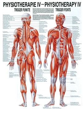 Anatomische Lehrtafel - Physiotherapie IV, Trigger-Punkte